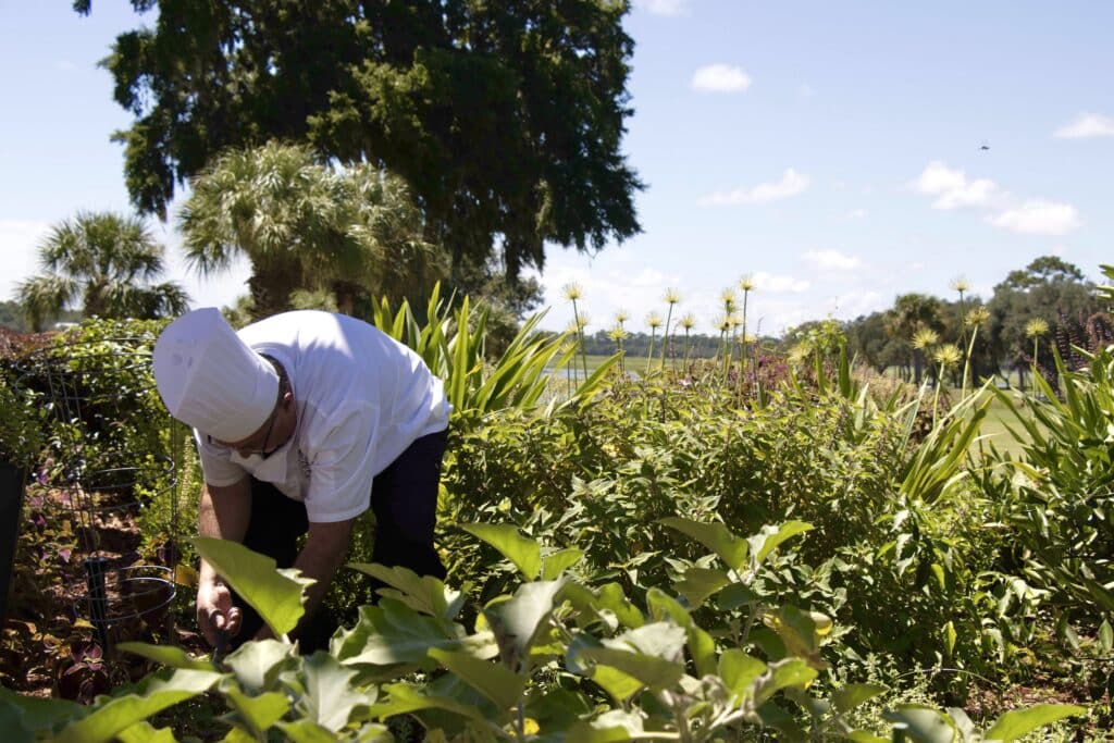 Dataw Island Herb Garden Header