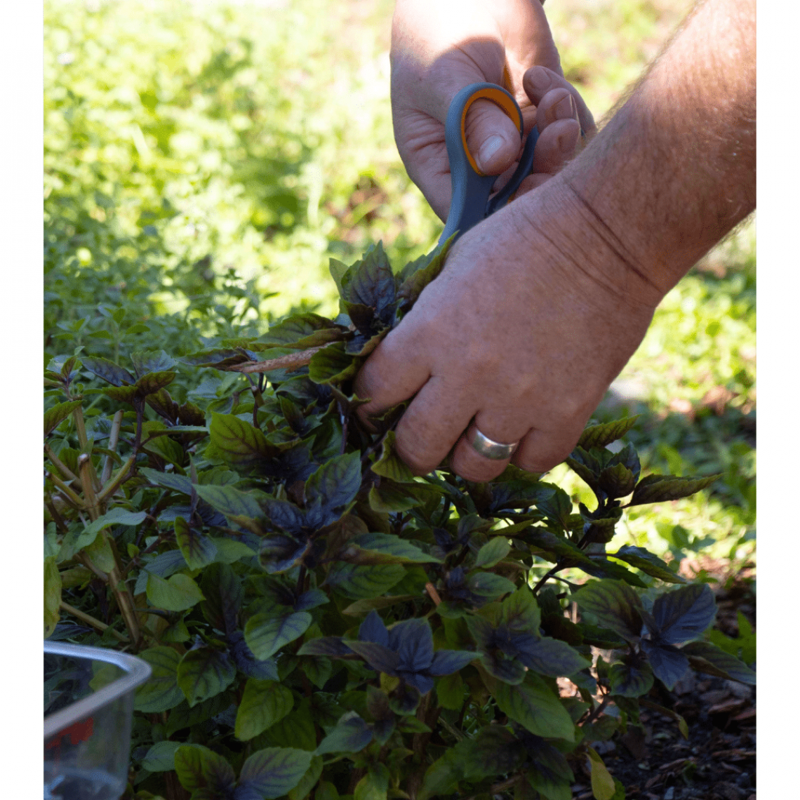 Dataw Island Herb Garden